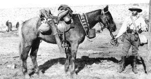 Corporal Austin Edwards, his horse Taffy, and all their equipment. Corporal Edwards was seriously wounded at the Battle of Romani. During the battle, Taffy stood still for his wounded rider to remount and escape. (Image courtesy of veteranssa.sa.gov.au/story/battle-of-romani/)
