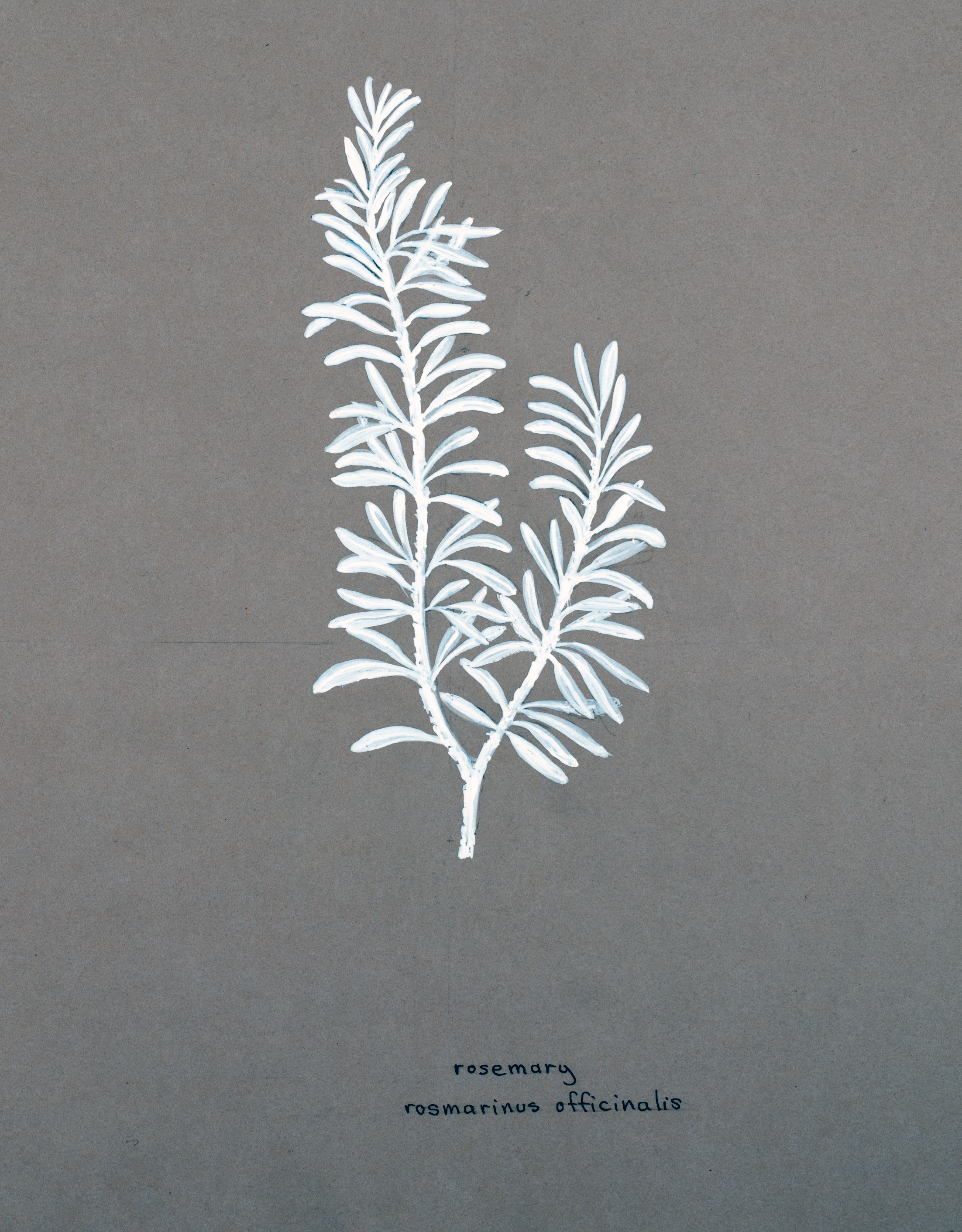 Artist's sketch of Rosemary (Rosmarinus officinalis)