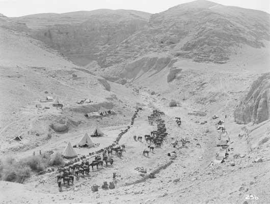 Horse lines of A Squadron, 9th Light Horse Regiment in the Jordan Valley in August 1918. Courtesy AWM