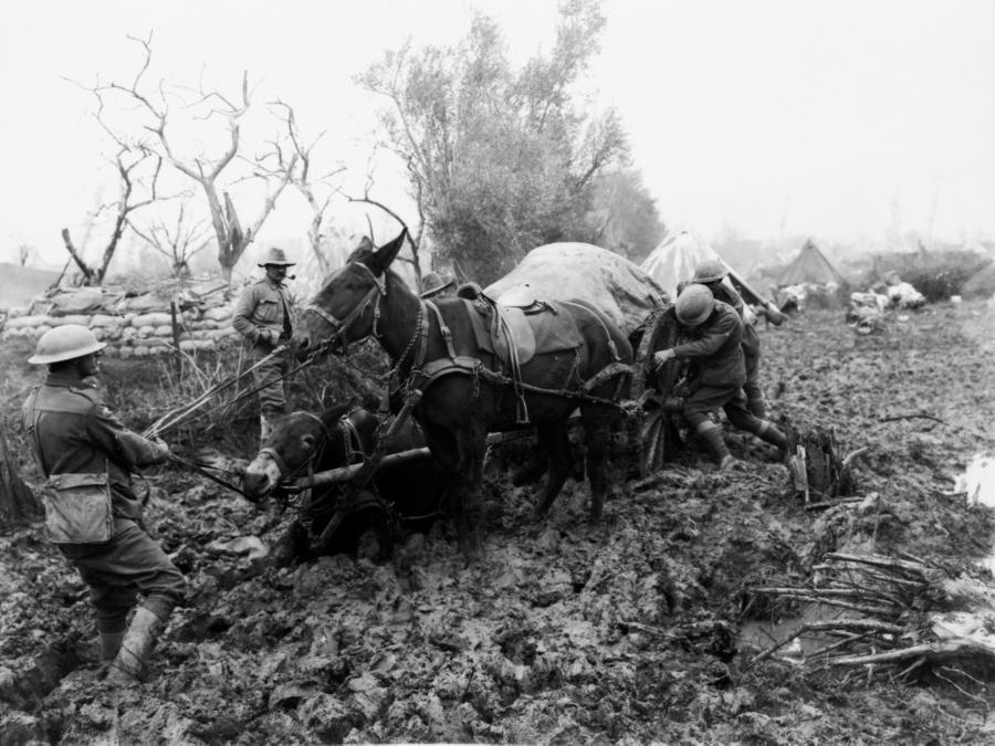 A mule team bogged in thigh deep mud near Potijze Farm in the Ypres Sector. AWM E00962.