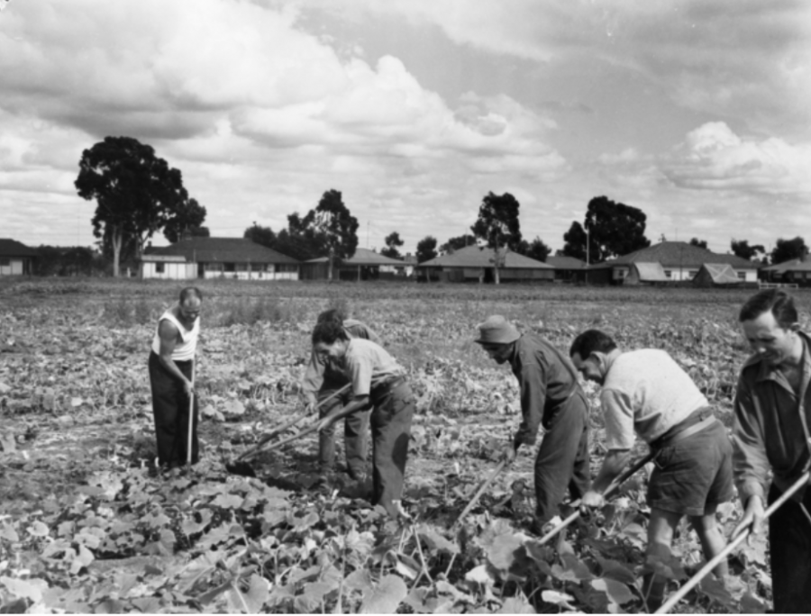 Internees work in the vegetable garden at Holsworthy Camp, Liverpool, NSW, February 1942. In the background can be seen the camp headquarters buildings. AWM 064366.
