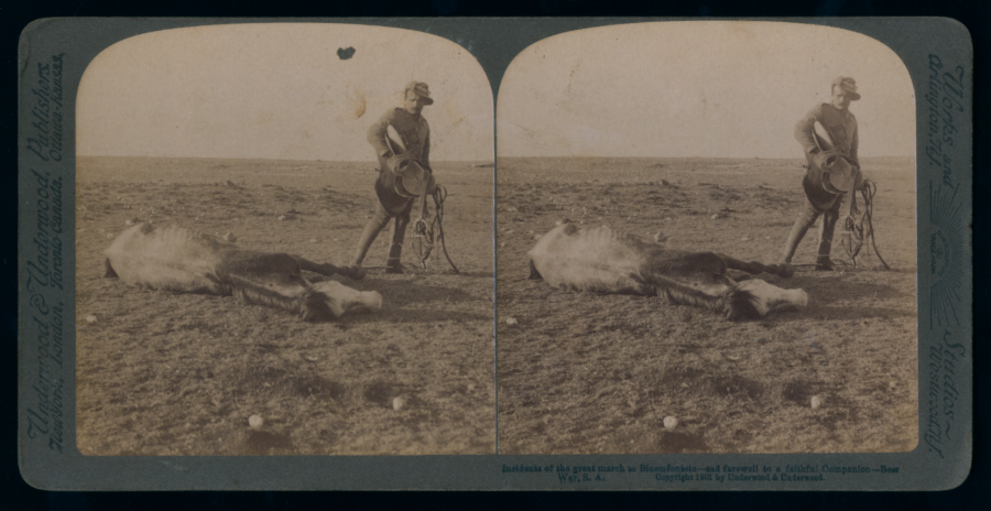 This devastating scene captures the barren and unforgiving terrain through which the men of the NSW Army Medical Corps advanced. The original caption reads: “Incidents of the great march to Bloemfontein—sad farewell of a faithful companion”. Anzac Memorial Digital Collection. Courtesy of the Brad Manera Collection. 