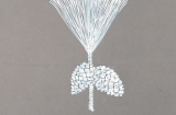 Artist's sketch of the Aleppo Pine (Pinus halepensis)