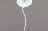 Artist's sketch of the Flanders Poppy (Papaver rhoeas)