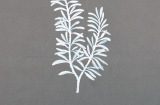 Artist's sketch of Rosemary (Rosmarinus officinalis)