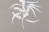 Artist's sketch of Golden Wattle (Acacia pycnantha)the 